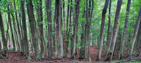 Téléchargez les photos : Itinéraire de randonnée à travers la forêt sur une pente raide dans les Alpes albanaises sur le chemin de Valbone à Theth - en image libre de droit