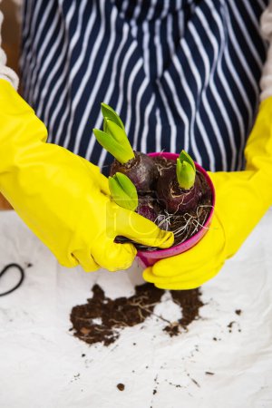 Téléchargez les photos : A girl in a striped apron transplants hyacinth bulbs from a pot, planting hyacinth bulbs with garden tools - en image libre de droit