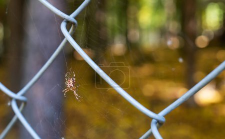 Foto de Una gran araña se sienta en una telaraña en el bosque, la luz del sol brillante se filtra a través de las hojas de los árboles, hermoso sol bokeh - Imagen libre de derechos