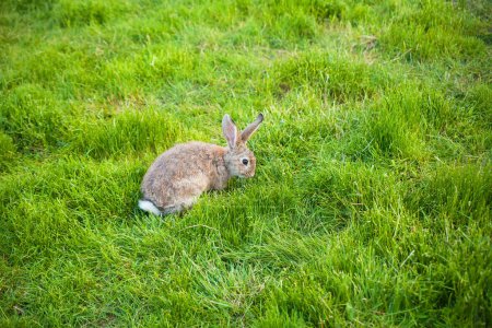 Téléchargez les photos : Un lapin mange de l'herbe dans le jardin - en image libre de droit