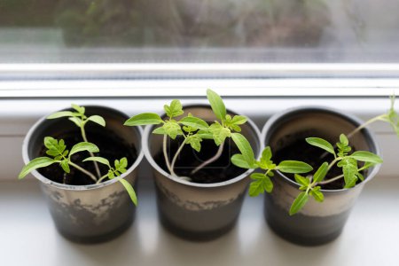 Photo for Growing vegetables on the windowsill in the house, young tomatoes in plastic cups on the window. Healthy seedlings, hobby gardening - Royalty Free Image