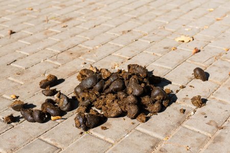 Photo for Close-up of horse manure lying on the road. Organic fertilizer - Royalty Free Image