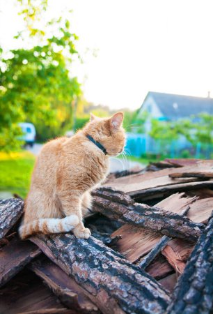 Téléchargez les photos : Chat roux assis sur un bois d'été - en image libre de droit