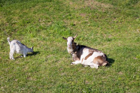 Photo for Funny goats standing among the green field, animal grazing. Rural economy. Mom and child lie on the grass - Royalty Free Image