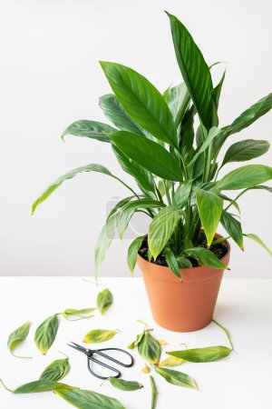 Photo for Houseplant care, pruning yellow and dry spathiphyllum leaves. A large potted spathiphyllum is on the table along with black scissors - Royalty Free Image