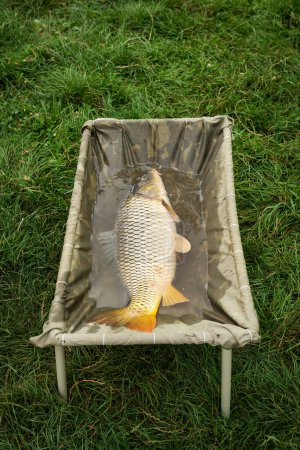 A wet carp in a stand lies on the grass, demonstrating a successful catch