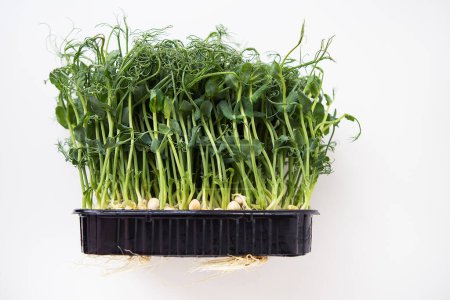 Pea microgreen sprouts. Raw sprouts, microgreens, healthy food concept. Supports the body with vitamins at any time of the year. Tasty and healthy