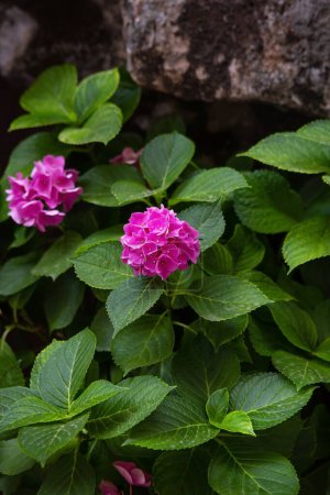 Vibrant pink hydrangea blooms amidst lush green leaves, with a natural stone backdrop adding texture