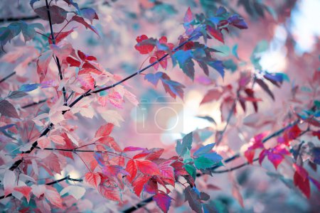 Foto de Árbol con hojas multicolores en fondo otoñal. Sol brillando a través de hojas tonificadas malhumoradas - Imagen libre de derechos