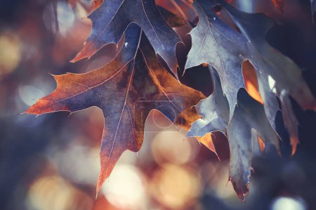 Foto de Hojas de árbol multicolores en el fondo de otoño. Rama con hojas tonificadas de mal humor - Imagen libre de derechos
