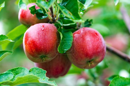 Foto de Manzanas rojas maduras en rama de árbol - Imagen libre de derechos