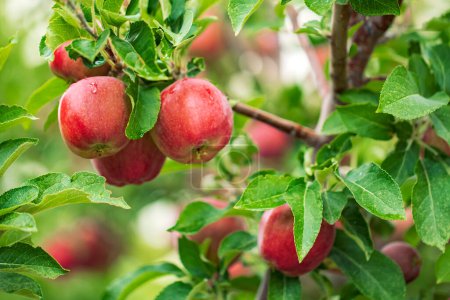 Foto de Manzanas rojas maduras en rama de árbol - Imagen libre de derechos