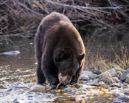 Foto de Oso comiendo salmón en la orilla del río - Imagen libre de derechos