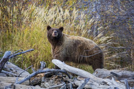 Foto de Gran oso pardo caminando por troncos en la orilla del río - Imagen libre de derechos