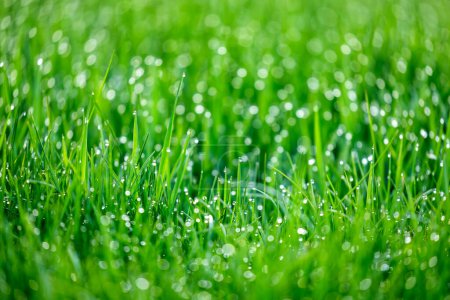 Foto de Hierba verde natural con gotas de agua. rocío matutino en césped fresco - Imagen libre de derechos