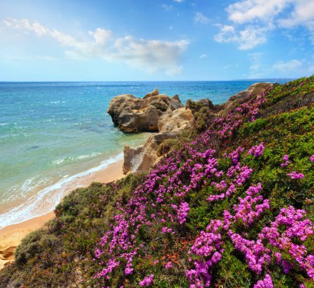 Foto de Verano floreciente Vista de la costa rocosa atlántica con flores púrpuras y playa de arena estrecha (Albufeira, Algarve, Portugal
). - Imagen libre de derechos