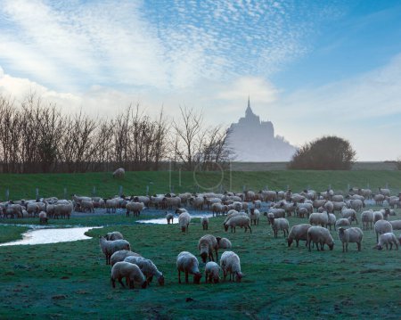 Foto de Mont Saint-Michel (Francia) en marzo, tarde y rebaño de ovejas en frente
. - Imagen libre de derechos