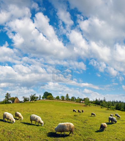 Téléchargez les photos : Été village de montagne sommet de la colline, troupeau de moutons et ciel bleu avec des nuages flottants (banlieue de village slave, Carpates Mts, Ukraine
). - en image libre de droit