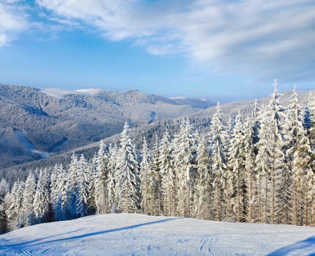 Photo for Winter calm mountain landscape with rime and snow covered spruce trees (view from Bukovel ski resort (Ukraine) to Svydovets ridge) - Royalty Free Image