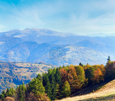 Photo for Sunny autumn mountain forest on mountainside (Carpathian, Ukraine) - Royalty Free Image