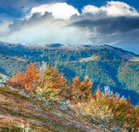 Téléchargez les photos : Octobre Carpates plateau Borghava avec première neige d'hiver et automne buissons de myrtilles colorées - en image libre de droit
