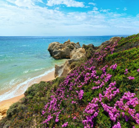 Foto de Verano floreciente Vista de la costa rocosa atlántica con flores púrpuras y playa de arena estrecha (Albufeira, Algarve, Portugal
). - Imagen libre de derechos