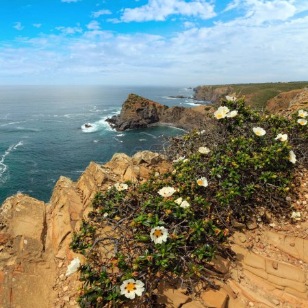 Foto de Verano Océano Atlántico costa rocosa y grandes flores silvestres blancas en frente (cerca de Playa Arrifana, Aljezur, Algarve, Portugal
). - Imagen libre de derechos