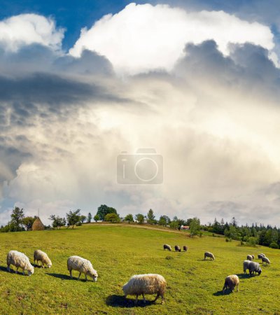 Foto de Verano montaña pueblo cima de la colina, rebaño de ovejas y cielo alto con nube (pueblo eslavo afueras, Cárpatos Mts, Ucrania). - Imagen libre de derechos