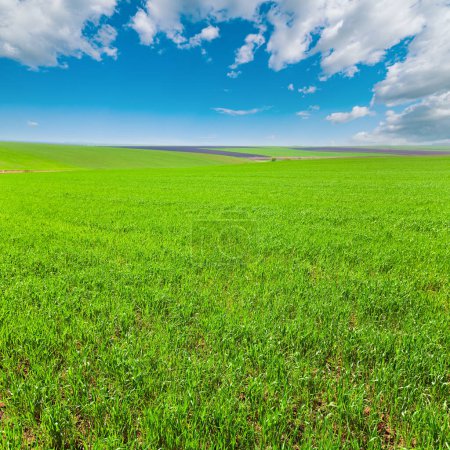 Photo for Beautiful sunny spring field (country landscape). - Royalty Free Image