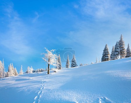 Foto de Llanta de invierno y abetos cubiertos de nieve en la ladera de la montaña en el fondo del cielo azul - Imagen libre de derechos