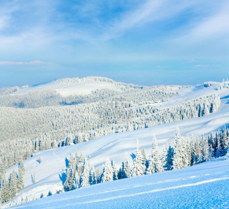 Foto de Winter mountain view with snow surface on mountainside in front and fir forest behind.  (Carpathian Mountains, Ukraine) - Imagen libre de derechos