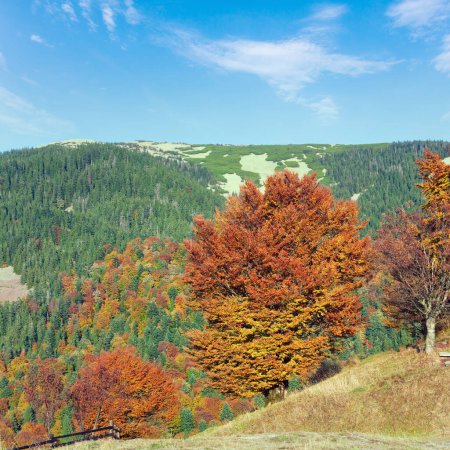 Foto de Bosque de montaña de otoño soleado (en la ladera de la montaña
) - Imagen libre de derechos