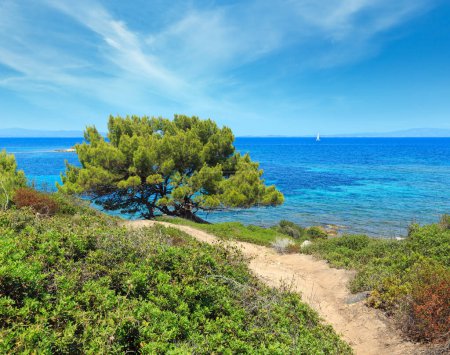 Foto de Verano Mar Egeo paisaje de la costa con sendero y pino (Chalkidiki, Grecia
). - Imagen libre de derechos