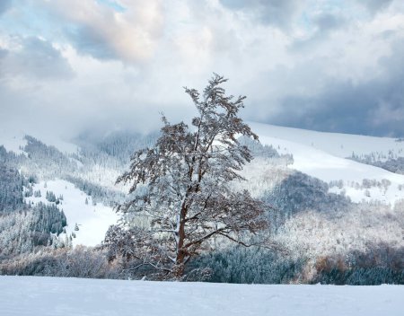 Téléchargez les photos : Première neige d'hiver sur grand hêtre en montagne et feuillage d'automne dernier à flanc de montagne - en image libre de droit