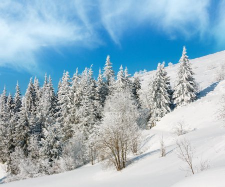 Photo for Winter calm mountain landscape with beautiful frosting trees and snowdrifts on slope (Carpathian Mountains, Ukraine) - Royalty Free Image