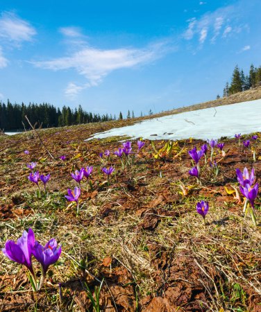Photo for Colorful blossoming purple Crocus heuffelianus (Crocus vernus) alpine flowers on spring Carpathian mountain plateau valley, Ukraine, Europe. Beautiful conceptual spring or early summer landscape. - Royalty Free Image