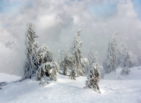 Foto de Inclined icy snowy fir trees on winter morning hill and chairs of ski lift in fog. - Imagen libre de derechos