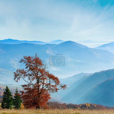 Photo for Autumn misty mountain landscape with colorful trees on slope and sunbeams. - Royalty Free Image