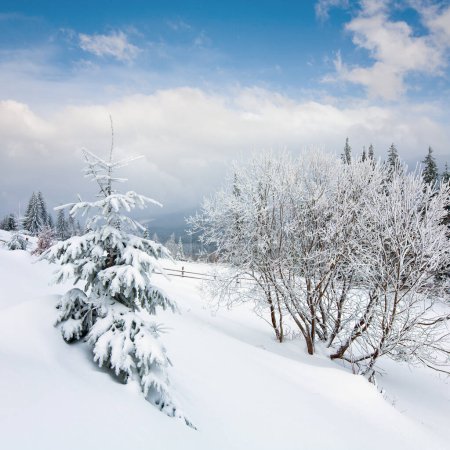Téléchargez les photos : Paysage montagneux hivernal terne avec clôtures et sapins - en image libre de droit