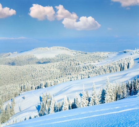 Photo for Winter mountain view with snow surface on mountainside in front and fir forest behind.  (Carpathian Mountains, Ukraine) - Royalty Free Image