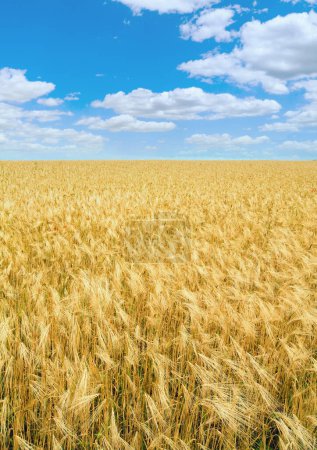Foto de Beautiful summer wheat field and blue sky above. - Imagen libre de derechos