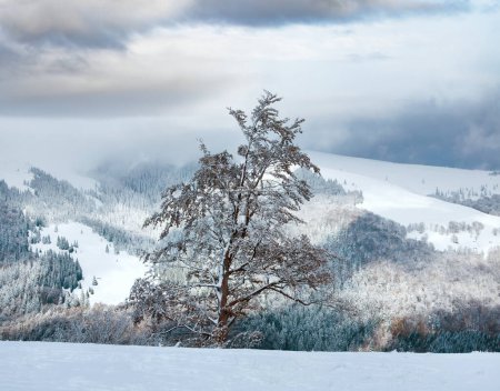 Téléchargez les photos : Première neige d'hiver sur grand hêtre en montagne et feuillage d'automne dernier à flanc de montagne - en image libre de droit