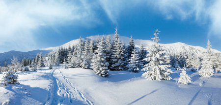 Téléchargez les photos : Matin hiver panorama de montagne avec sapins sur la pente
. - en image libre de droit