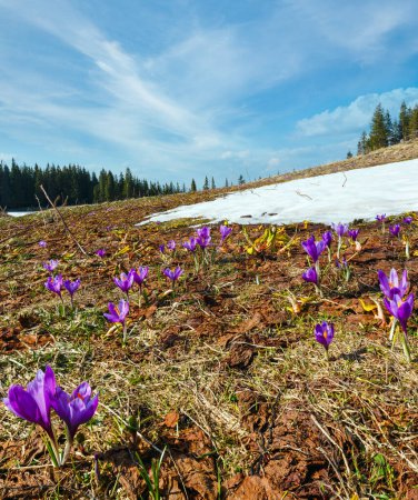 Foto de Floración colorida púrpura Crocus heuffelianus (Crocus vernus) flores alpinas en primavera Valle de la meseta montañosa de los Cárpatos, Ucrania, Europa. Hermoso paisaje conceptual de primavera o principios de verano
. - Imagen libre de derechos