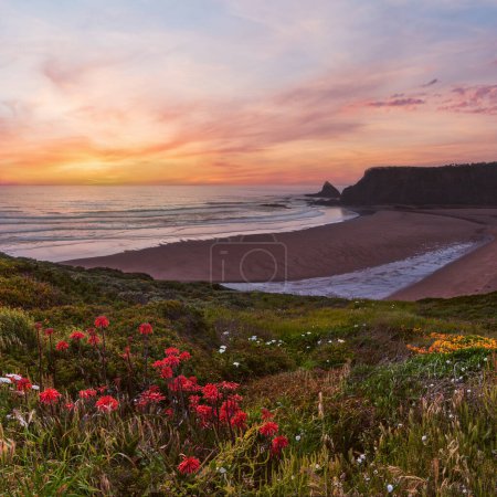 Téléchargez les photos : Coucher de soleil rose paysage océanique avec des fleurs sauvages fleurissant sur la plage d'été Odeceixe (Aljezur, Algarve, Portugal). - en image libre de droit