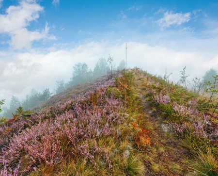 Foto de El rocío de la mañana temprano cae en el prado herboso de montaña salvaje con flores de brezo lila salvaje y telaraña
. - Imagen libre de derechos