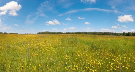 Photo for Summer countryside meadow with blossoming wildflowers, Ukraine. - Royalty Free Image