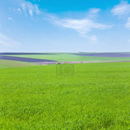 Foto de Hermoso campo de trigo de primavera, paisaje rural, Ucrania. - Imagen libre de derechos