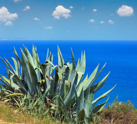 Téléchargez les photos : Agave plante sur la côte de la mer d'été
. - en image libre de droit