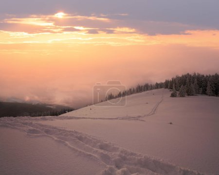 Foto de Tarde de invierno tranquilo paisaje de montaña con abetos en la pendiente (Monte Kukol, Montañas Cárpatos, Ucrania
). - Imagen libre de derechos